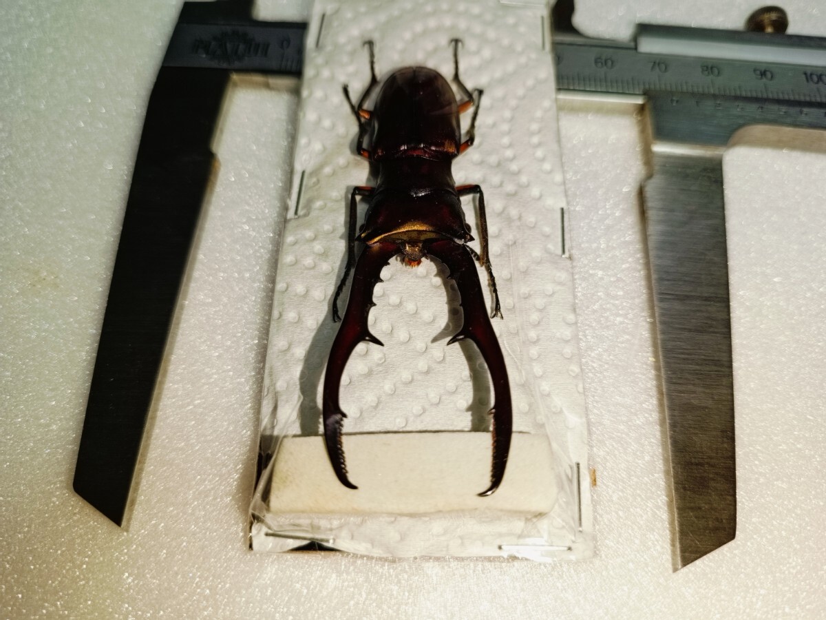 メタリフェルホソアカクワガタ◇標本◇71mm◇サンギヘ島 メタリフェルホソアカクワガタ◇標本◇71mm◇サンギヘ島