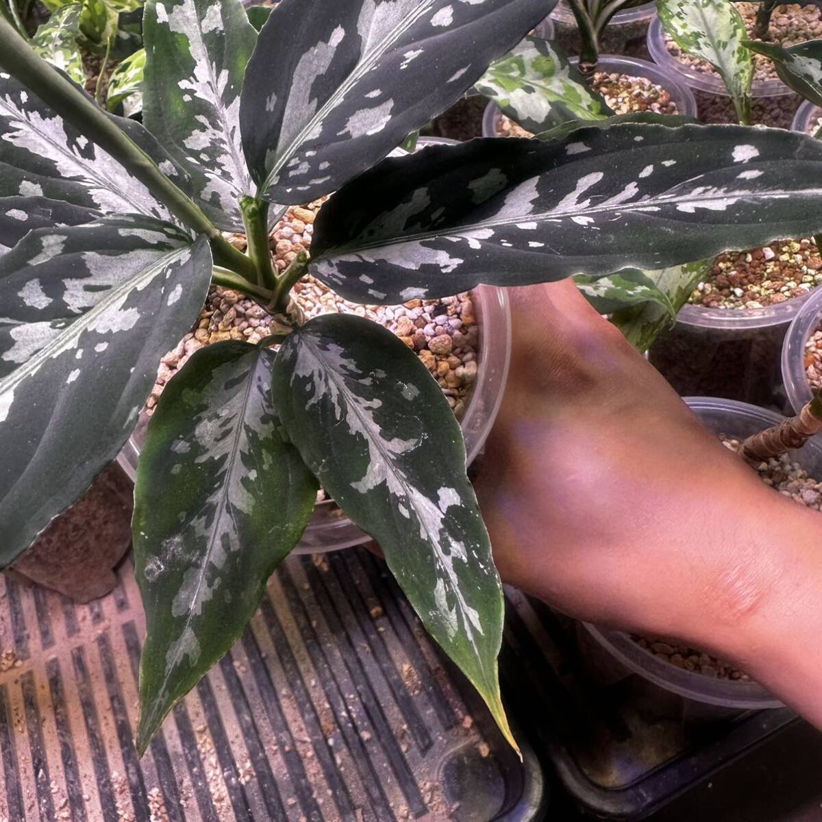 Aglaonema Pictum アグラオネマ ピクタム|Yahoo!フリマ(旧 Aglaonema Pictum アグラオネマ ピクタム|Yahoo!フリマ(旧