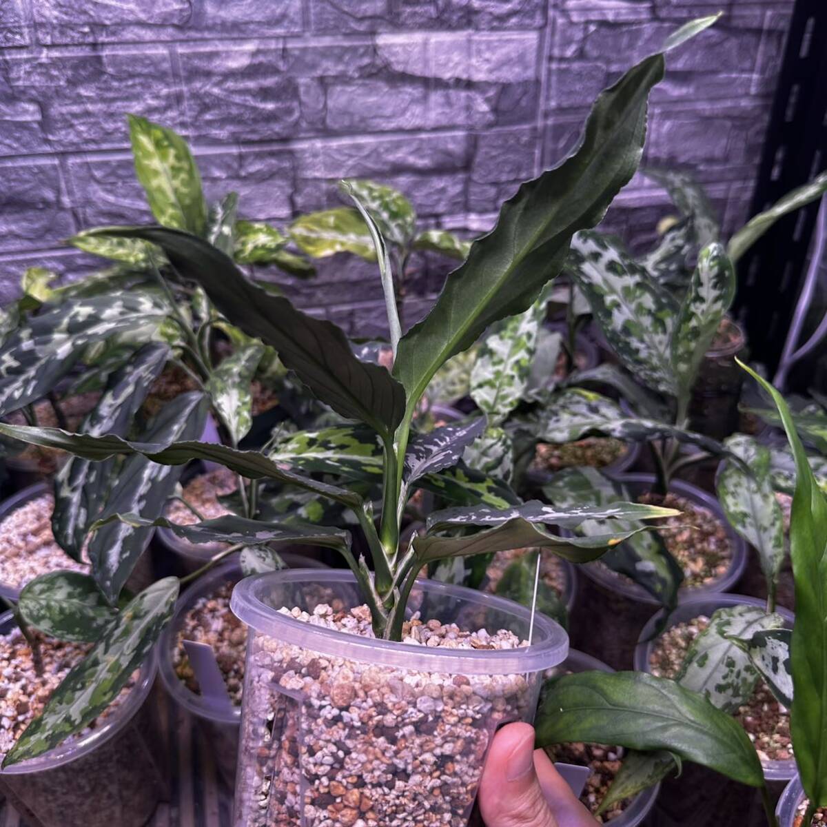 Aglaonema Pictum アグラオネマ ピクタム|Yahoo!フリマ(旧 Aglaonema Pictum アグラオネマ ピクタム|Yahoo!フリマ(旧