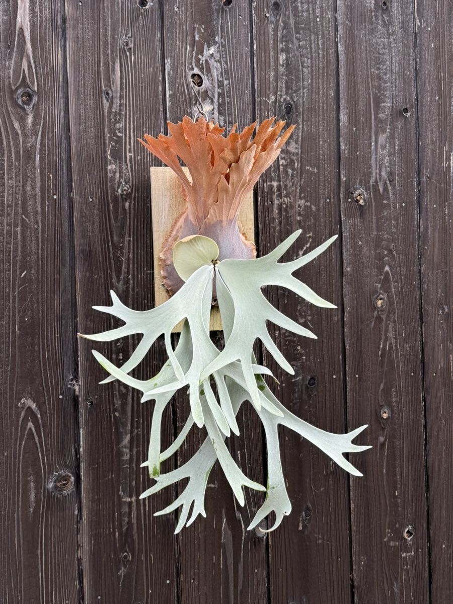 Yahoo!オークション - comolebi ビカクシダ platycerium Yahoo!オークション - comolebi ビカクシダ platycerium
