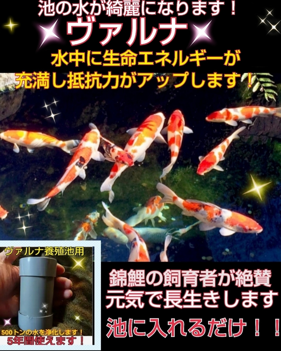 アオコの対策に！正規販売店☆説明書付！池の水が綺麗に【ヴァルナ☆養殖池用】透明度がアップし病原菌や感染症を強力抑制☆錦鯉が活性化 _錦鯉の飼育者が絶賛しています！