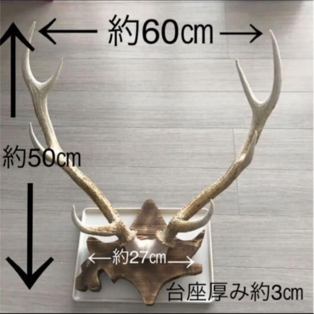 北海道 エゾシカ 鹿の角 トロフィー 台座付き オブジェ 北海道 エゾシカ 鹿の角 トロフィー 台座付き オブジェ
