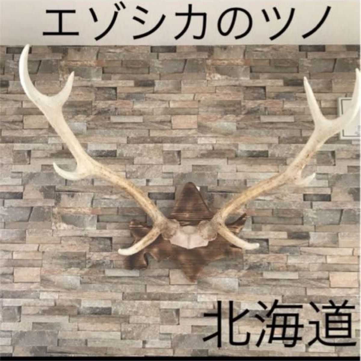 北海道 エゾシカ 鹿の角 トロフィー 台座付き オブジェ 北海道 エゾシカ 鹿の角 トロフィー 台座付き オブジェ