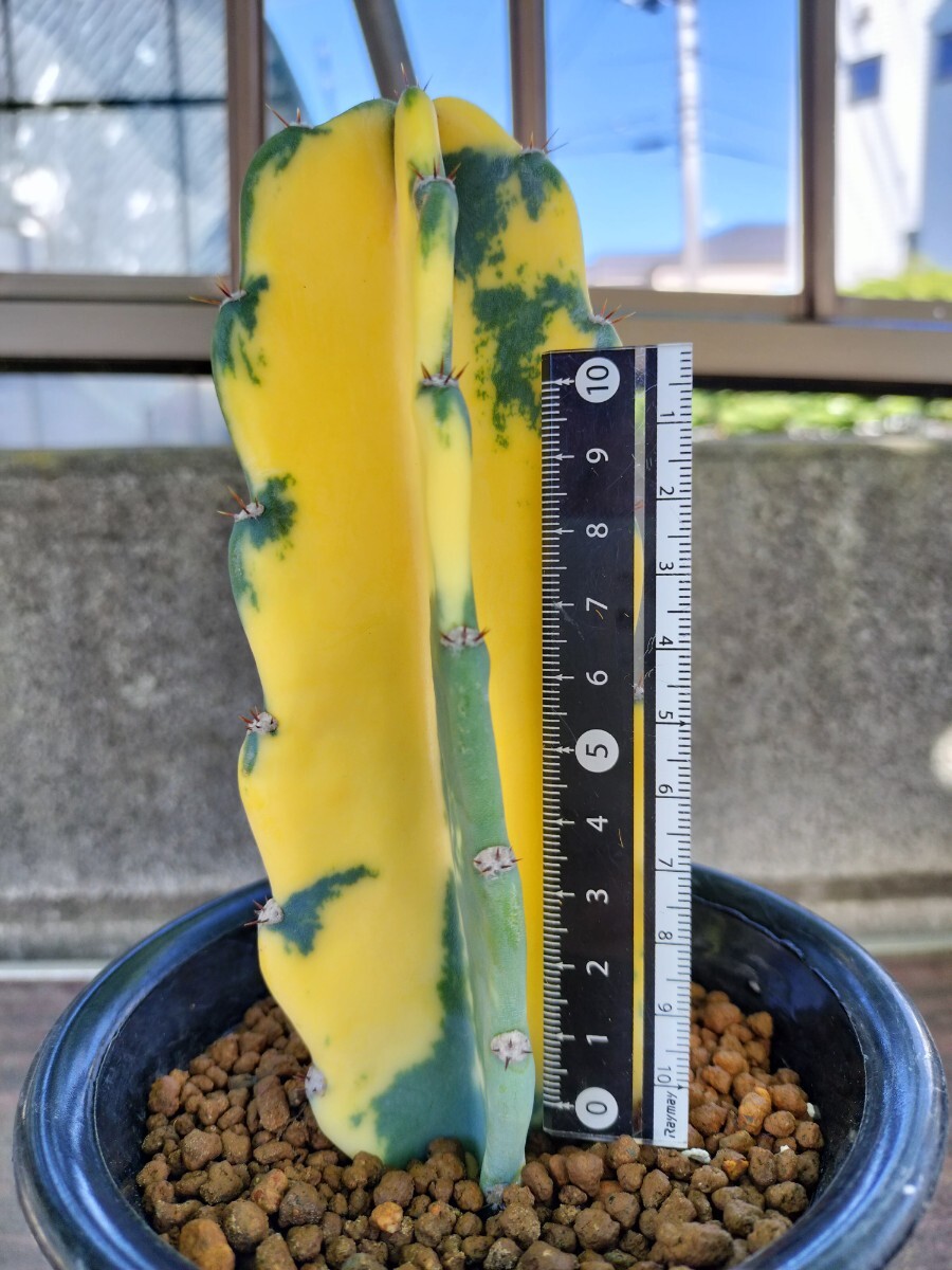 Yahoo!オークション - 鬼面角錦 鬼面角 錦 斑入り 多肉植物 植物 Yahoo!オークション - 鬼面角錦 鬼面角 錦 斑入り 多肉植物 植物