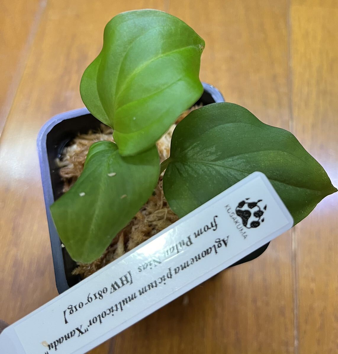 Yahoo!オークション - Aglaonema pictum multicolorXanadu from Yahoo!オークション - Aglaonema pictum multicolorXanadu from