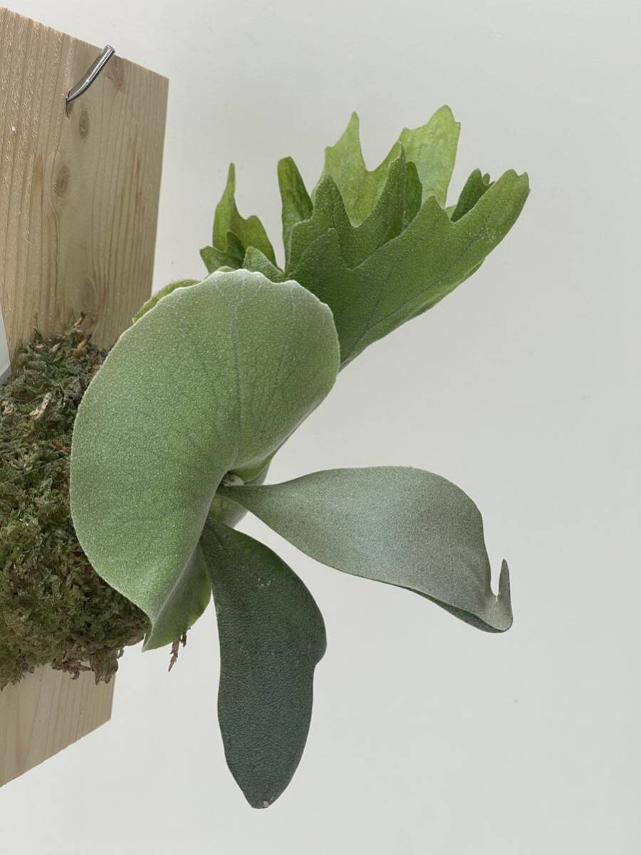 P. Willinckii cv Yellow Moon Sporeビカクシダ ウィリンキー cv イエロームーン 胞子培養苗 platycerium yellow moon spored item details | JDirectItems Auction | One Map by FROM JAPAN P. Willinckii cv Yellow Moon Sporeビカクシダ ウィリンキー cv イエロームーン 胞子培養苗 platycerium yellow moon spored item details | JDirectItems Auction | One Map by FROM JAPAN