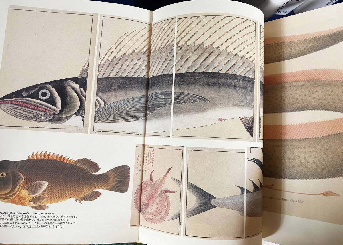 □世界大博物図鑑 本巻全5巻揃 荒俣宏=著 平凡社 ○博物学 生物 □世界大博物図鑑 本巻全5巻揃 荒俣宏=著 平凡社 ○博物学 生物