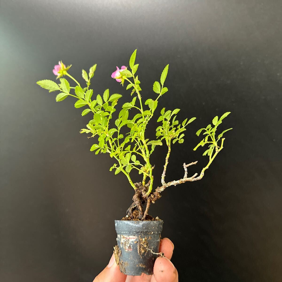  mini bonsai [ small block rose ]②