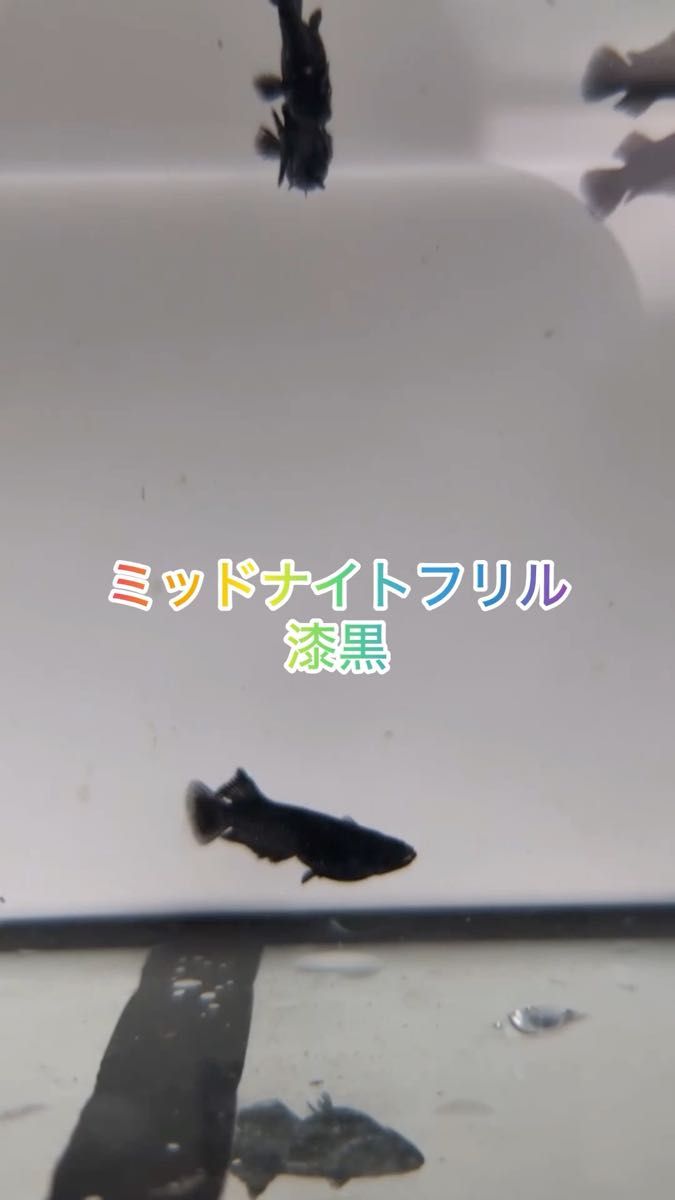 【メダカ】ミッドナイトフリル漆黒　有精卵20+α