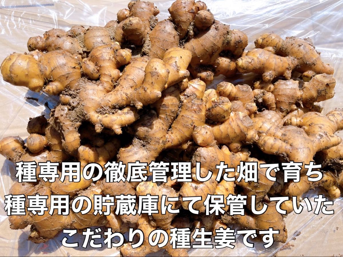 種生姜3kg|Yahoo!フリマ(旧PayPayフリマ) 種生姜3kg|Yahoo!フリマ(旧PayPayフリマ)