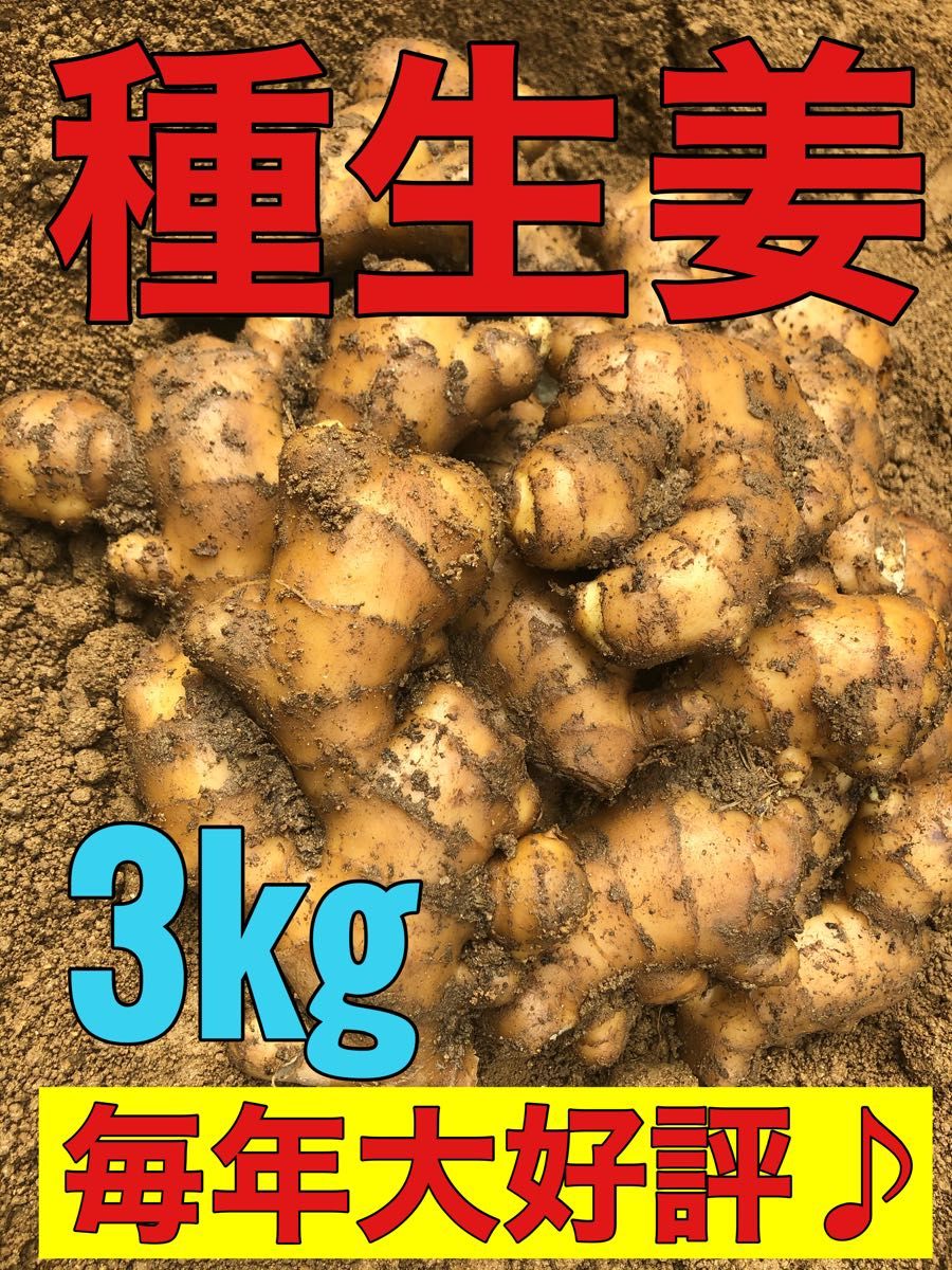 種生姜3kg|Yahoo!フリマ(旧PayPayフリマ) 種生姜3kg|Yahoo!フリマ(旧PayPayフリマ)