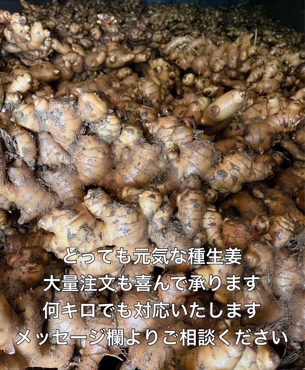 種生姜3kg|Yahoo!フリマ(旧PayPayフリマ) 種生姜3kg|Yahoo!フリマ(旧PayPayフリマ)