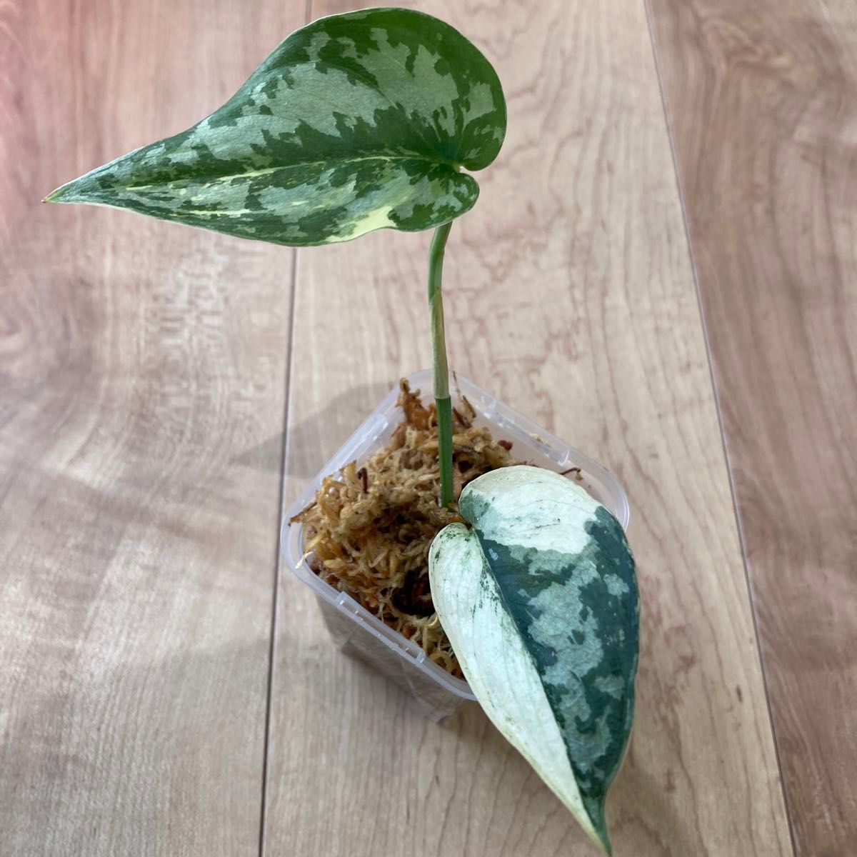 観葉植物 スキンダプサス マヤリ 斑入り 観葉植物 スキンダプサス マヤリ 斑入り