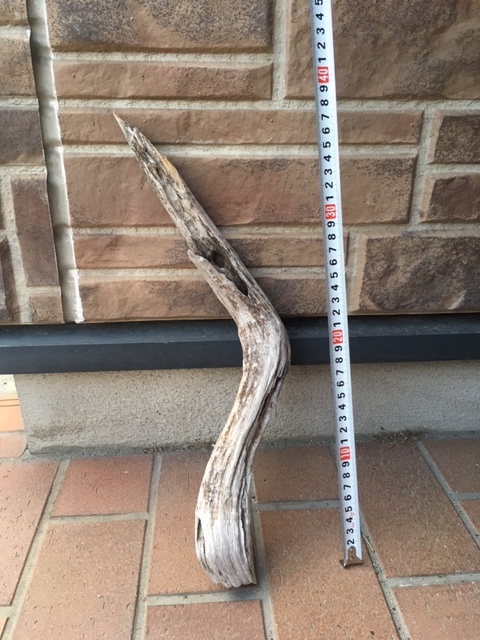  driftwood.( for display )