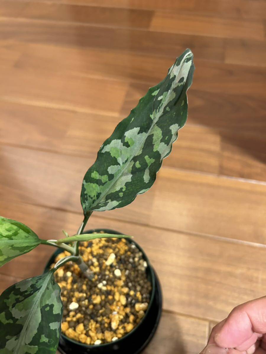 LA便】 Aglaonema pictum tricolor “Kashyyyk“ Aceh sumatera LA便】 Aglaonema pictum tricolor “Kashyyyk“ Aceh sumatera