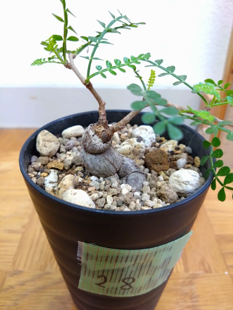 オペルクリカリア パキプス マダガスカル 観葉植物 オペルクリカリア パキプス マダガスカル 観葉植物