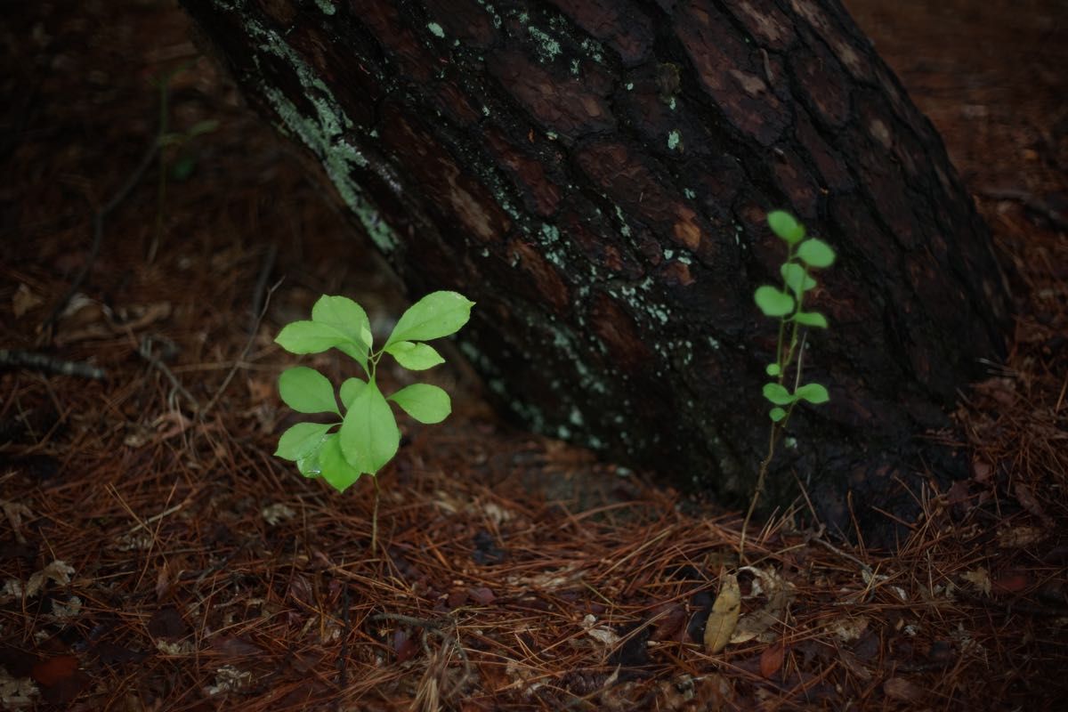 作例付き NIKON NIKKOR SC AUTO 50mm F1 4 管mpr|Yahoo!フリマ 作例付き NIKON NIKKOR SC AUTO 50mm F1 4 管mpr|Yahoo!フリマ
