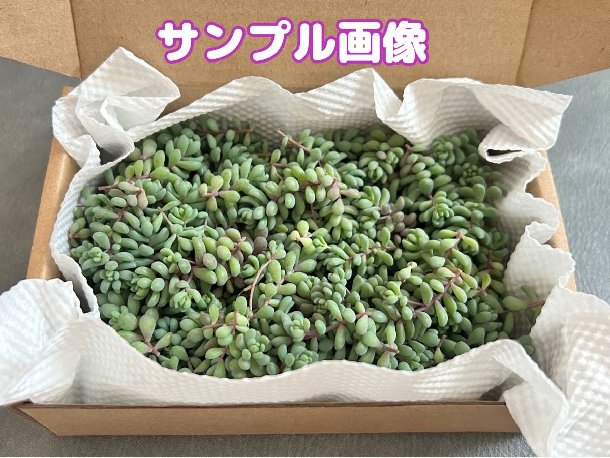 多肉植物　2ポット分　セダム　パープルヘイズ　カット苗　葉挿し　ばら撒き用