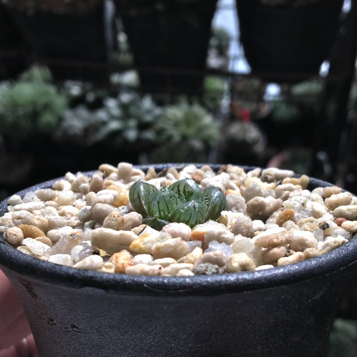 Yahoo!オークション - ハオルチア 「出藍」 H. 'Shutsuran' 多肉植物 Yahoo!オークション - ハオルチア 「出藍」 H. 'Shutsuran' 多肉植物