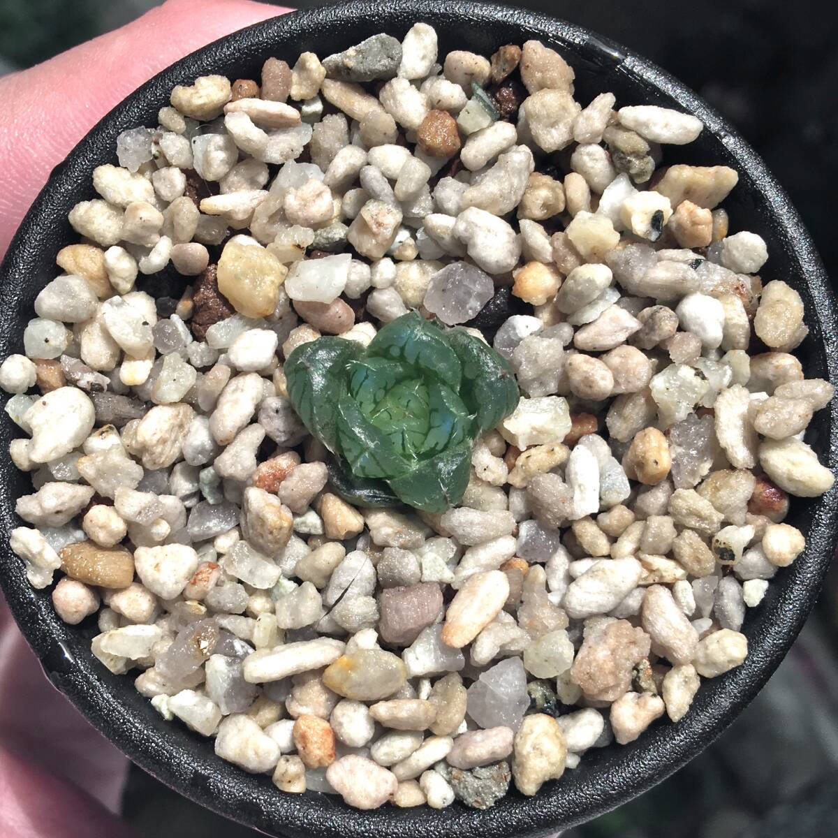 Yahoo!オークション - ハオルチア 「出藍」 H. 'Shutsuran' 多肉植物 Yahoo!オークション - ハオルチア 「出藍」 H. 'Shutsuran' 多肉植物