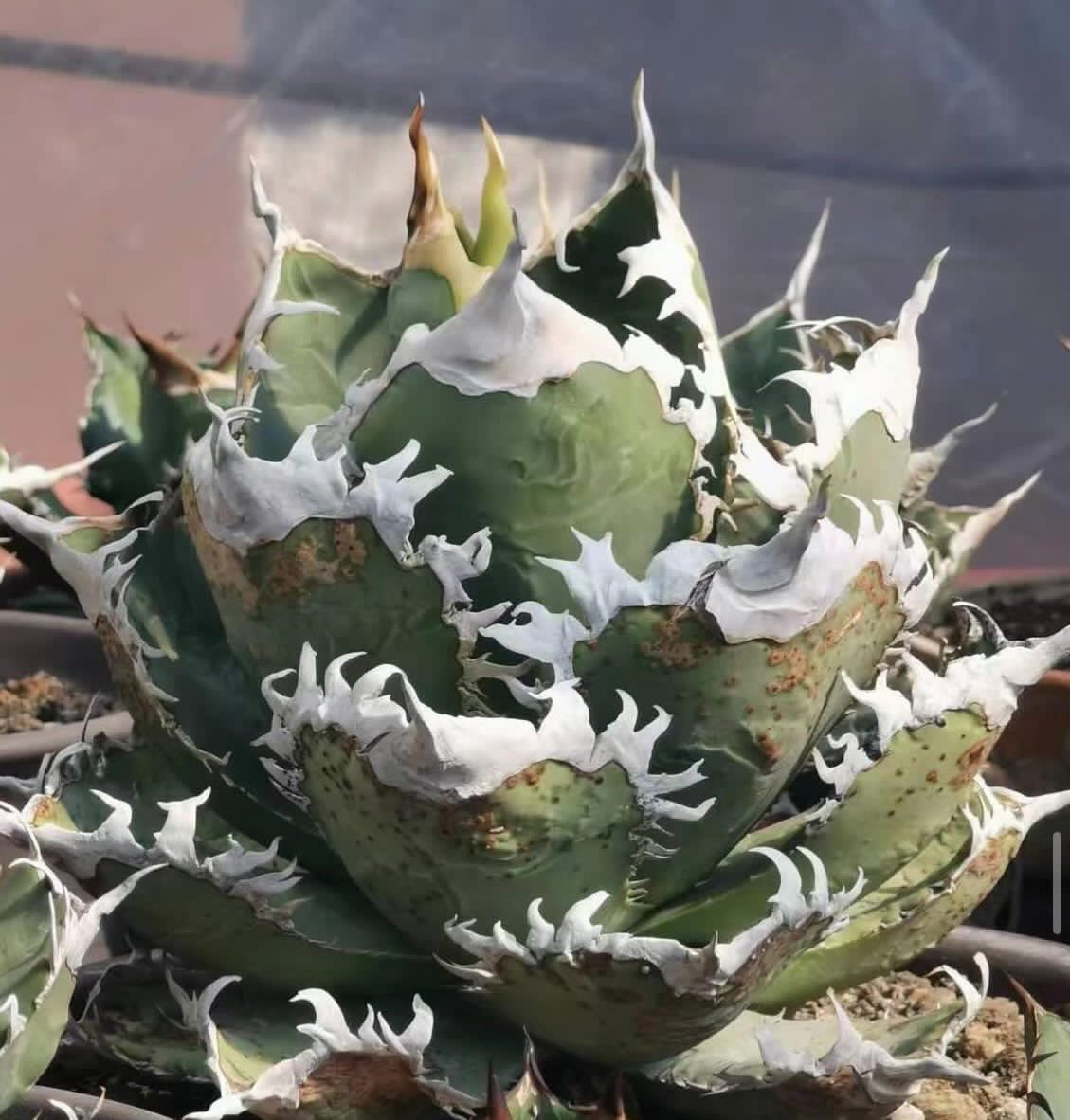 激レア】Agave titanota “白幽霊” アガベチタノタシロユウレイ 激レア】Agave titanota “白幽霊” アガベチタノタシロユウレイ