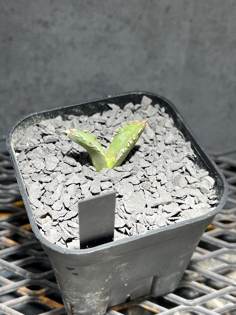 激レア】Agave titanota “白幽霊” アガベチタノタシロユウレイ 激レア】Agave titanota “白幽霊” アガベチタノタシロユウレイ