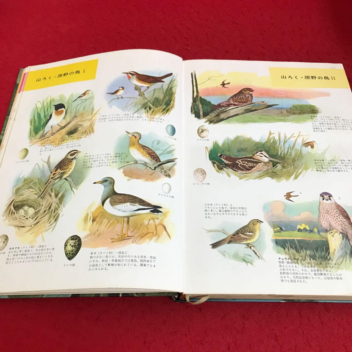 a-308 鳥類の図鑑『学習図鑑シリーズ・4』共著・高島春雄・黒田 a-308 鳥類の図鑑『学習図鑑シリーズ・4』共著・高島春雄・黒田