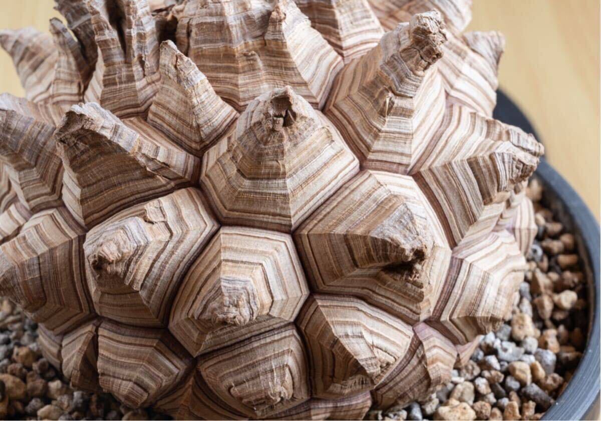 Yahoo!オークション - 大株15cm 亀甲竜 長谷川園芸 アフリカ亀甲 Yahoo!オークション - 大株15cm 亀甲竜 長谷川園芸 アフリカ亀甲