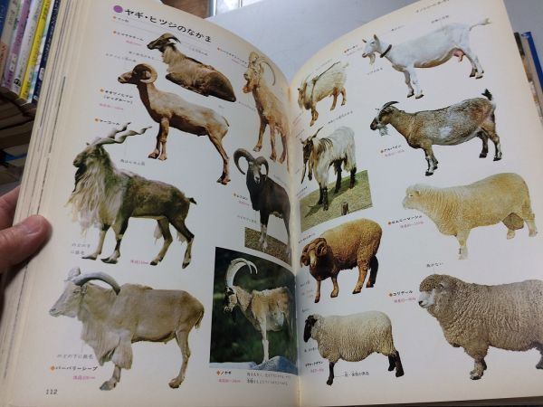 ○A01○動物○原色学習ワイド図鑑○3○学研○箱なし○動物ほ乳類 ○A01○動物○原色学習ワイド図鑑○3○学研○箱なし○動物ほ乳類