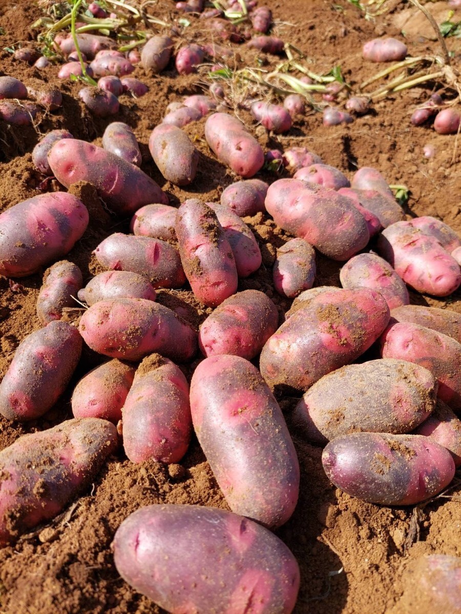 大容量 長崎県産デストロイヤーじゃがいも20㎏|Yahoo!フリマ 大容量 長崎県産デストロイヤーじゃがいも20㎏|Yahoo!フリマ