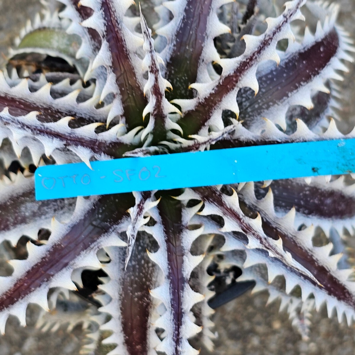 ti Kia Dyckia OTTO Samurai × Fat Boy #SF02 Otto.. hybrid Bear route adjustment 53-7