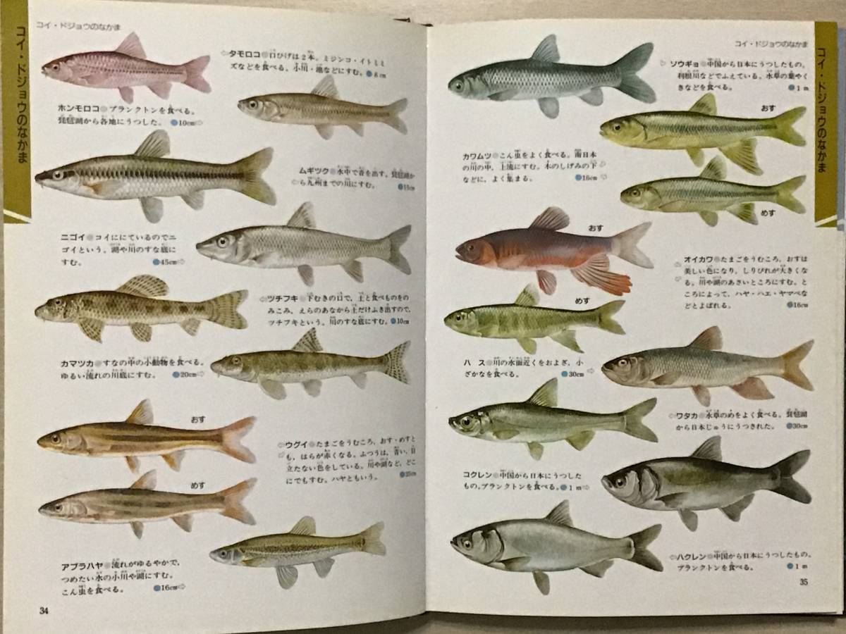 ヤフオク 魚 学研の図鑑 各種類別 分類 実験と観察 全8 ヤフオク 魚 学研の図鑑 各種類別 分類 実験と観察 全8