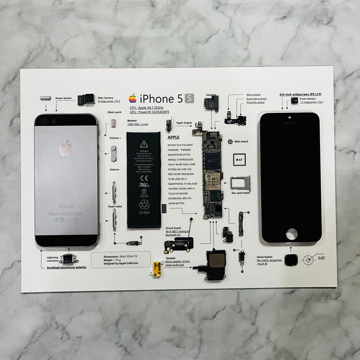 フレーム無】iPhone 5s Space Gray 標本アート (A4サイズ フレーム無】iPhone 5s Space Gray 標本アート (A4サイズ