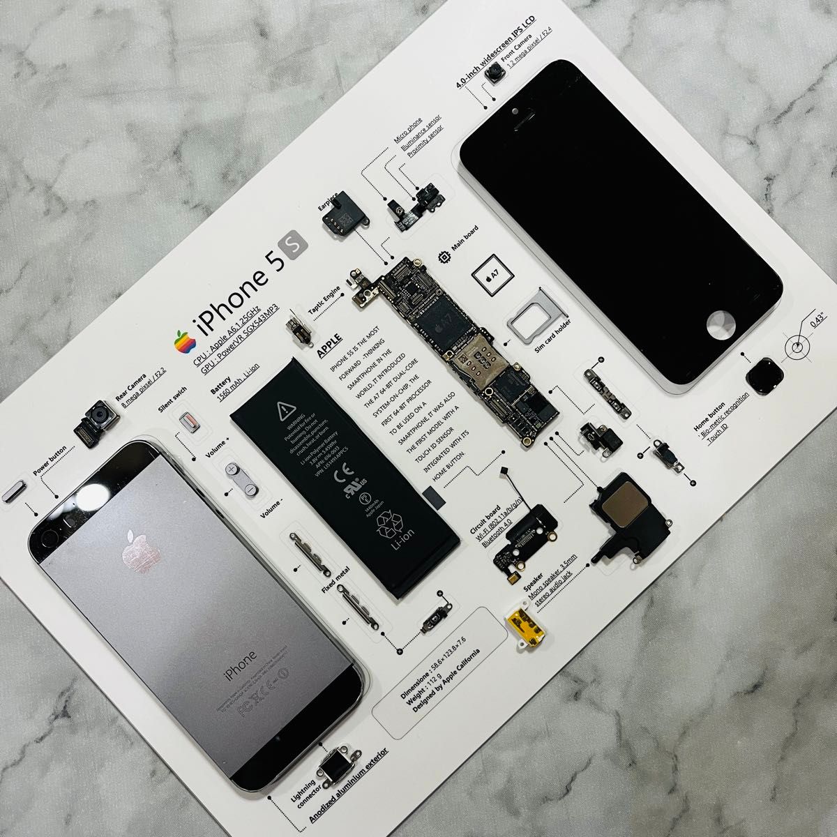 フレーム無】iPhone 5s Space Gray 標本アート (A4サイズ フレーム無】iPhone 5s Space Gray 標本アート (A4サイズ