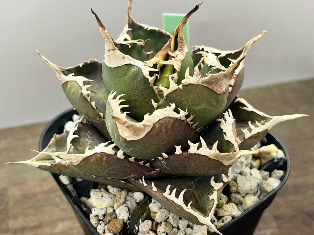 アガベ イタリア産 オアハカ メキシコ チタノタ オテロイ 実生株 アガベ イタリア産 オアハカ メキシコ チタノタ オテロイ 実生株