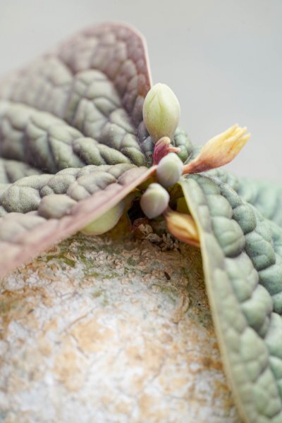 ◎レア種 Adenia ovata アデニア・オバタ 発根済み 開花株 ◎レア種 Adenia ovata アデニア・オバタ 発根済み 開花株