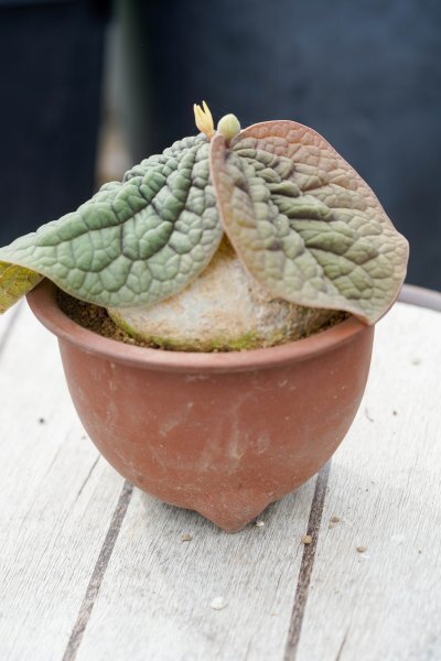 ◎レア種 Adenia ovata アデニア・オバタ 発根済み 開花株 ◎レア種 Adenia ovata アデニア・オバタ 発根済み 開花株