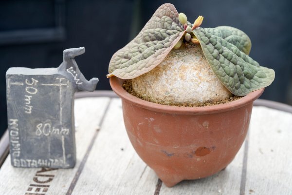 ◎レア種 Adenia ovata アデニア・オバタ 発根済み 開花株 ◎レア種 Adenia ovata アデニア・オバタ 発根済み 開花株