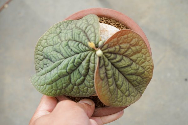 ◎レア種 Adenia ovata アデニア・オバタ 発根済み 開花株 ◎レア種 Adenia ovata アデニア・オバタ 発根済み 開花株