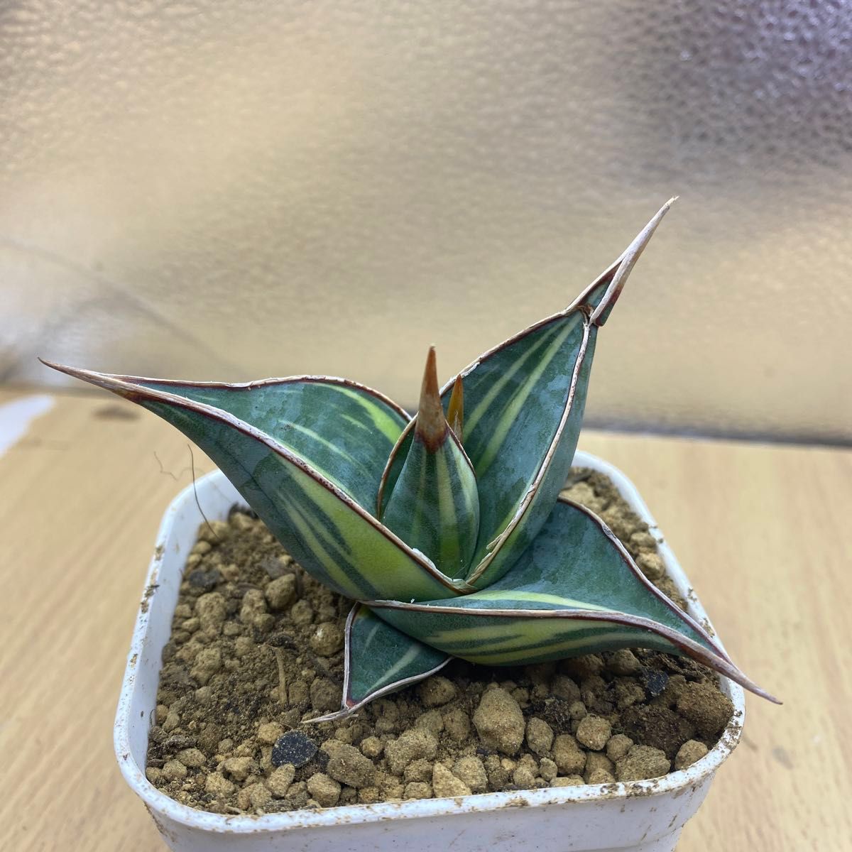 サンスベリア ピングイキュラ 斑入り SANSEVIERIA PINGUICULA サンスベリア ピングイキュラ 斑入り SANSEVIERIA PINGUICULA