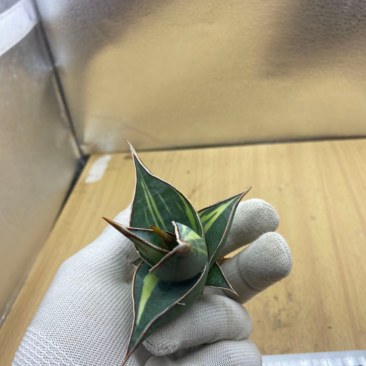 サンスベリア ピングイキュラ 斑入り SANSEVIERIA PINGUICULA サンスベリア ピングイキュラ 斑入り SANSEVIERIA PINGUICULA
