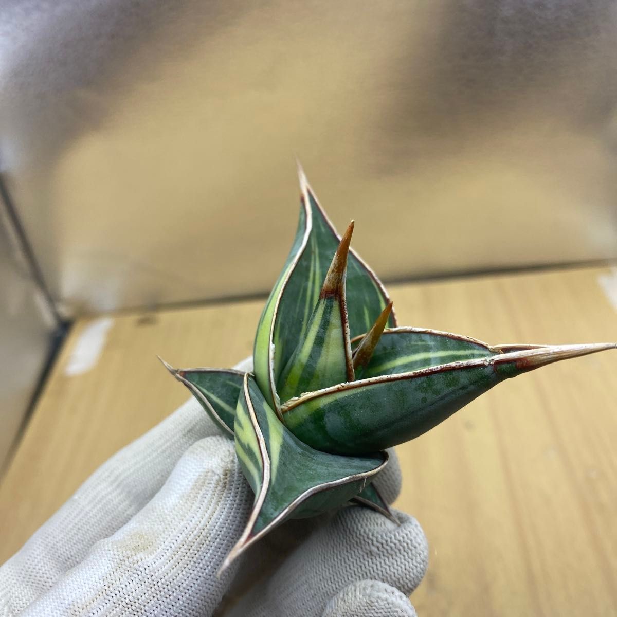 サンスベリア ピングイキュラ 斑入り SANSEVIERIA PINGUICULA サンスベリア ピングイキュラ 斑入り SANSEVIERIA PINGUICULA