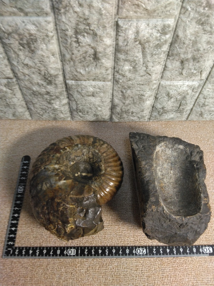 アンモナイト化石 北海道産 鉱物標本 国産鉱物 科学、自然 アンモナイト化石 北海道産 鉱物標本 国産鉱物 科学、自然