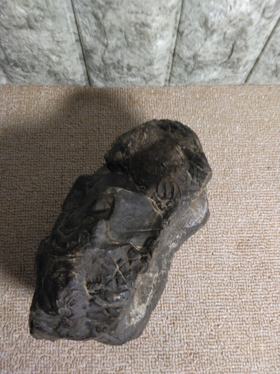 アンモナイト化石 北海道産 鉱物標本 国産鉱物 科学、自然 アンモナイト化石 北海道産 鉱物標本 国産鉱物 科学、自然