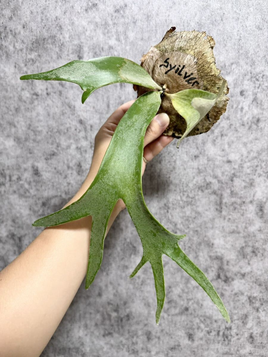 C52 シルバードワーフ ▽P.willinckii Wild syilver dwarf Java C52 シルバードワーフ ▽P.willinckii Wild syilver dwarf Java