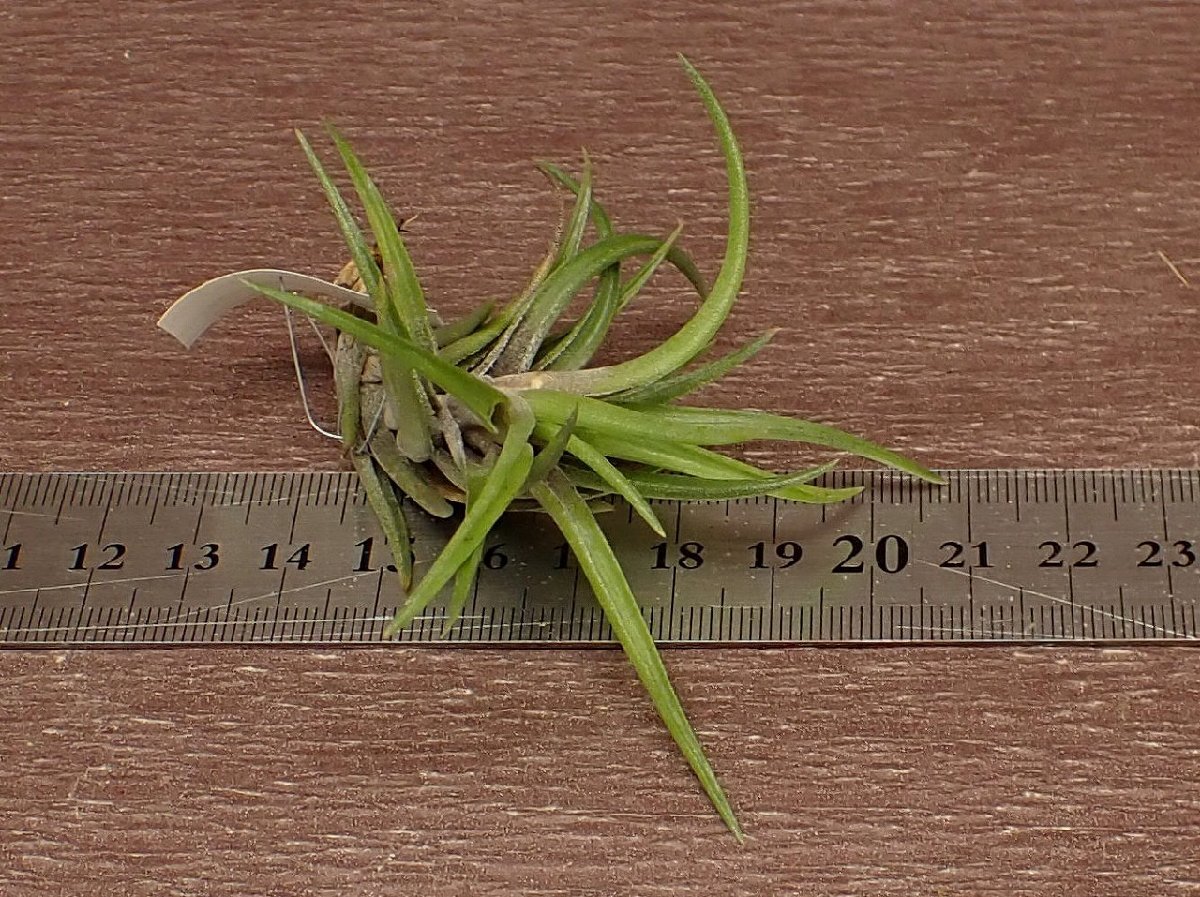 Tillandsia neglecta Green formchi Ran jia*ne серый kta зеленый пена * воздушный растения BR