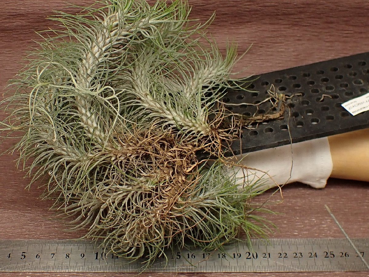 Tillandsia funckiana v.recurvifoliachi Ran jia*fnki дыра rek рубин fo задний * воздушный растения KK