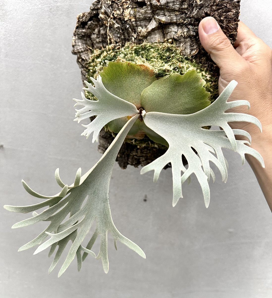 P. willinckii 'Jenny' ビカクシダ【vandaka】의 상품 상세 P. willinckii 'Jenny' ビカクシダ【vandaka】의 상품 상세