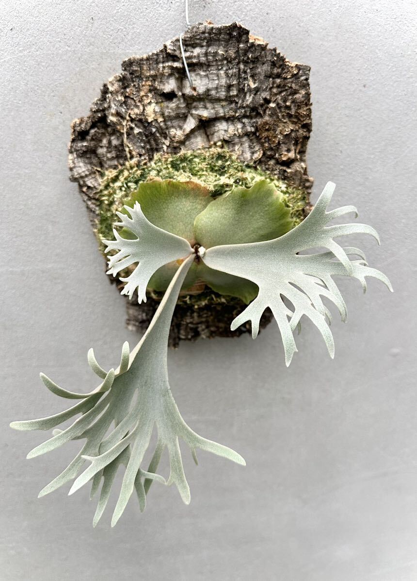 P. willinckii 'Jenny' ビカクシダ【vandaka】의 상품 상세 P. willinckii 'Jenny' ビカクシダ【vandaka】의 상품 상세