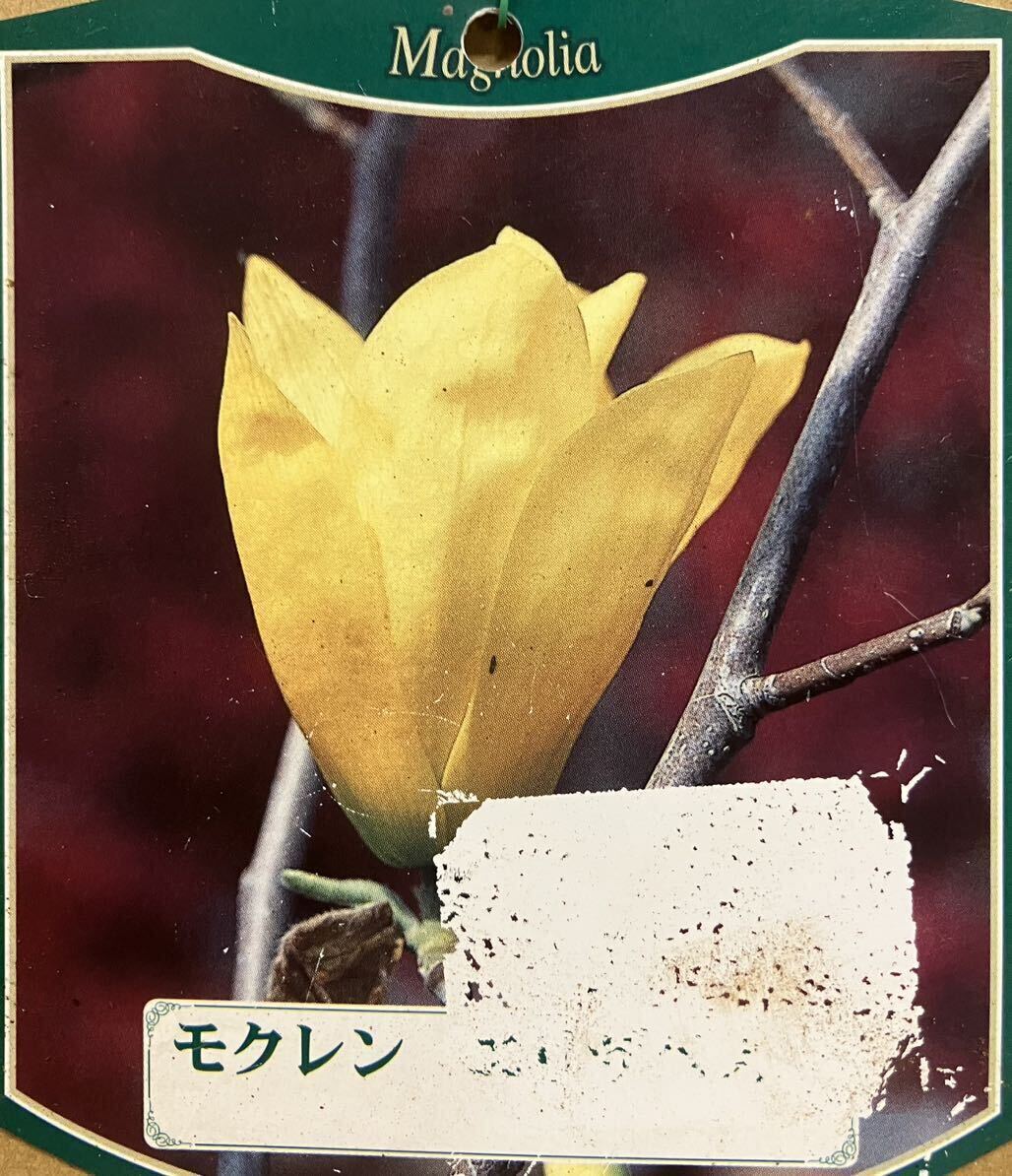 エリザベス モクレン 黄花 苗木 花、園芸 エリザベス モクレン 黄花 苗木 花、園芸
